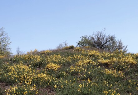 Ginsterheiden im Irsental, © Tourist-Information Islek