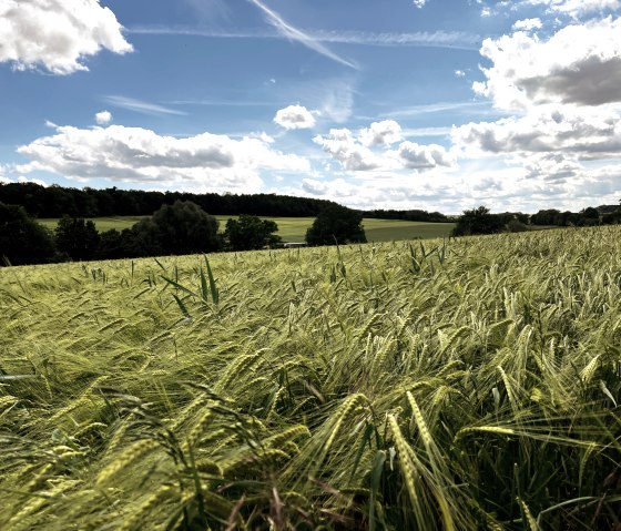 Groen ma&iuml;sveld onder een blauwe lucht met witte wolken, omringd door bomen in de verte., &copy; TI Bitburger Land