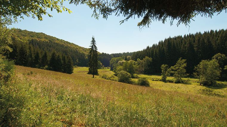 Landschaft mit Wiesen und Wäldern in der Eifel, sonniger Tag.