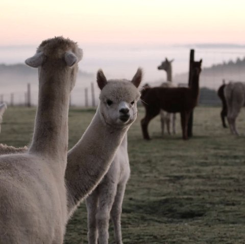 Alpaca's uit de Hoge Eifel, © Balter - Hocheifel Alpakas