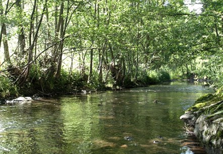 At the Heinmbach near Daleiden