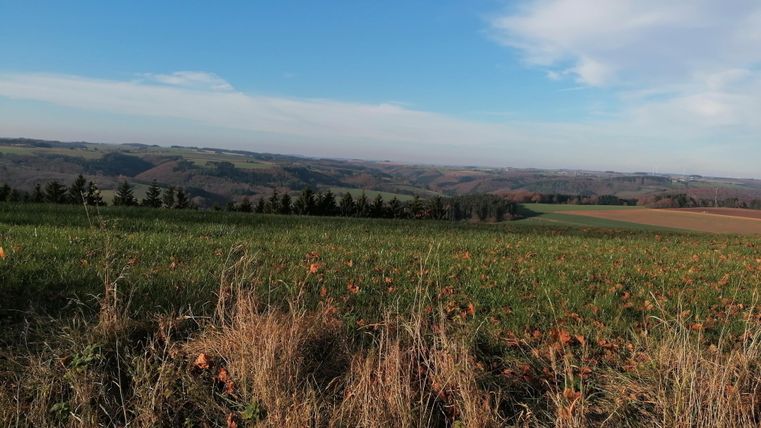 Un vaste paysage avec douces collines et un ciel bleu clair. La pelouse au premier plan a des herbes sèches et quelques feuilles colorées.