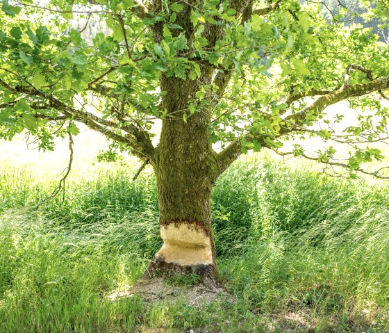 Ein Baum mit Bissspuren von einem Biber am Stamm, umgeben von grünem Gras und Blättern., © Eifel Tourismus GmbH, Dominik Ketz