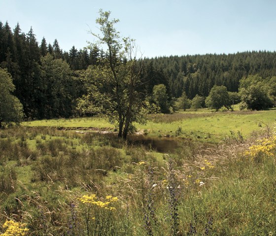 Landschaft mit grüner Wiese, Bäumen und kleinem Fluss, umgeben von dichtem Wald. Gelbe Blumen im Vordergrund., © Naturpark Südeifel, Joelle Mathias