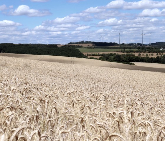 Grain field on the hiking trail, © Tourist-Information Islek