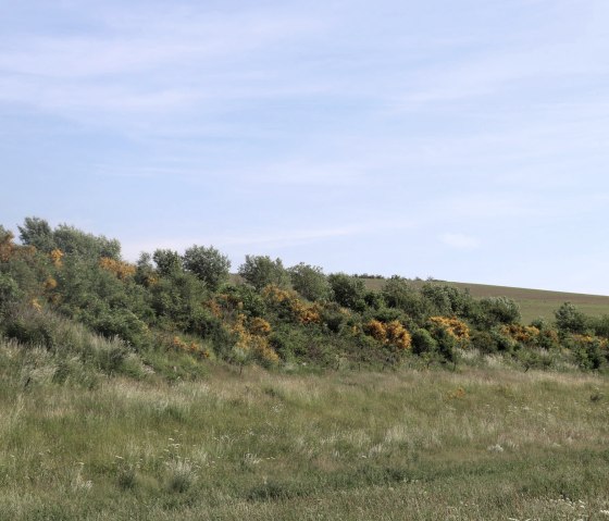 Gorse langs het wandelpad, &copy; Tourist-Information Islek