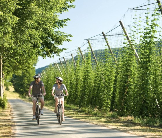 Hopfenfelder am Pr&uuml;m-Radweg bei Holsthum, &copy; Rheinland-Pfalz Tourismus GmbH/D. Ketz