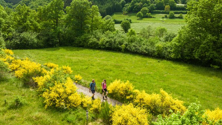 Zwei Personen wandern auf einem Pfad, umgeben von blühendem gelbem Ginster und grüner Landschaft.