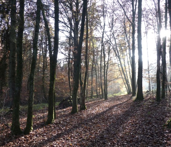 Wandeling door het bos, © Tourist-Information Islek