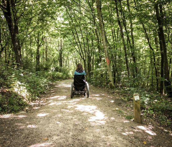 Eine Person im Rollstuhl fährt auf einem sonnigen Waldweg im Königswäldchen. Der Weg ist von grünen Bäumen gesäumt., © TI Bitburger Land