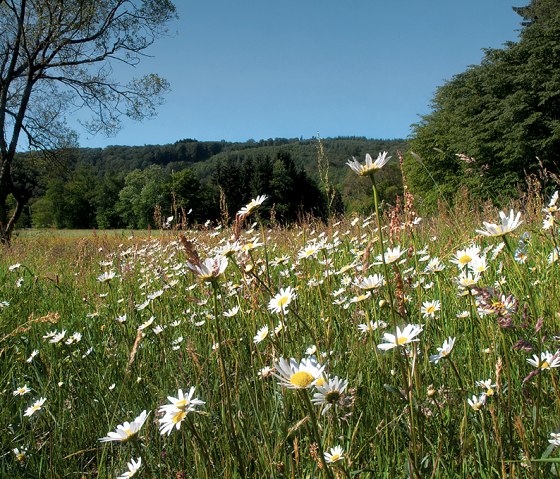 Gänseblümchen-Wiese auf der Nat'Our Route 2, © Naturpark Südeifel, R. Clement