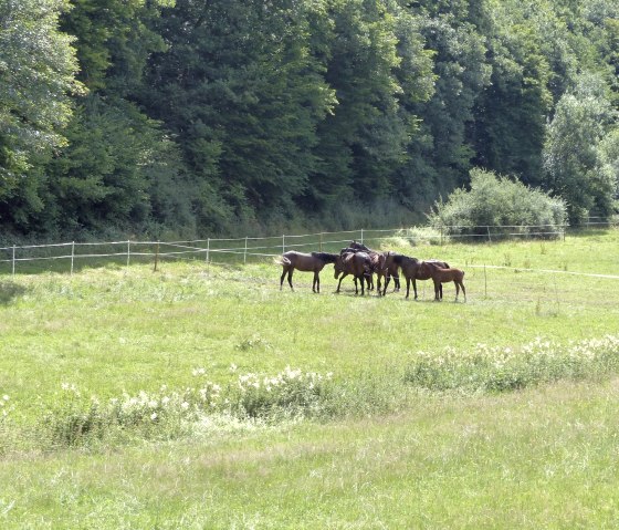 Pferde am Wanderweg Nr. 19, © Tourist-Info Islek