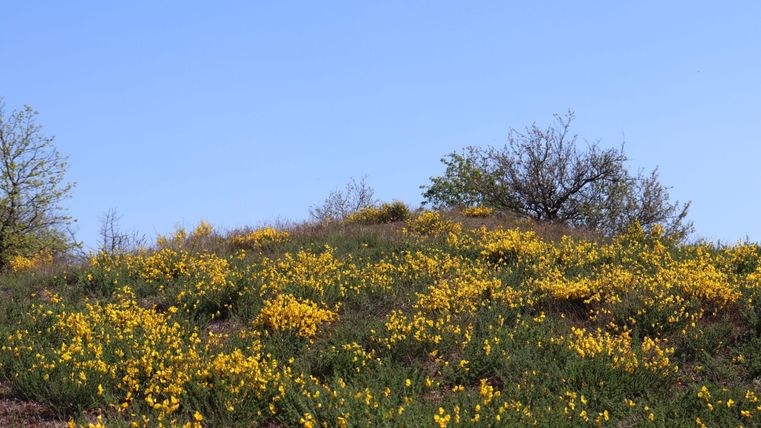 Een heuvelachtig landschap met veel gele bloemen en enkele bomen. De lucht is helder en blauw.
