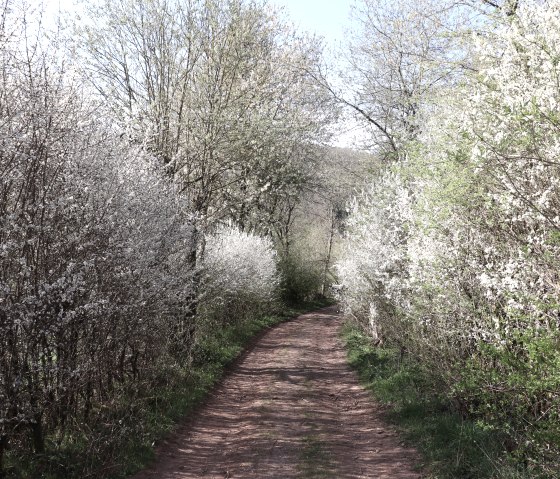 Hiking trail 100, &copy; Tourist-Info Islek