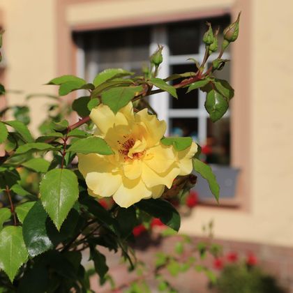 Eine gelbe Blume mit vielen grünen Blättern blüht an einem Strauch. Im Hintergrund ist ein Fenster eines Hauses zu sehen.