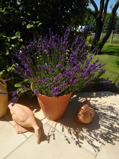 Un pot en terre cuite avec de la lavande parfumée se trouve sur un chemin. À côté du pot, il y a quelques figurines en terre cuite décoratives.