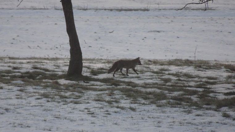 Een vos loopt door een met sneeuw bedekt landschap. Op de achtergrond staat een boom.