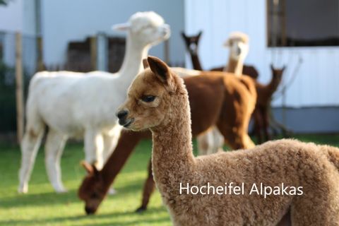 Eine Gruppe von Alpakas auf einer grünen Wiese. Im Vordergrund steht ein junges Alpaka mit braunem Fell.