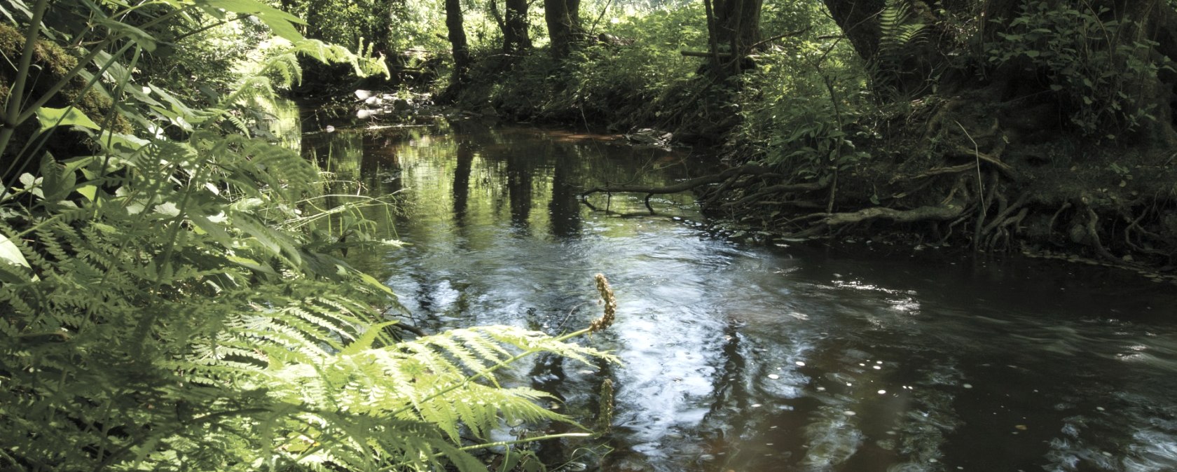 The River Irsen on the Irsen Trail, © Naturpark Südeifel, J. Mathias