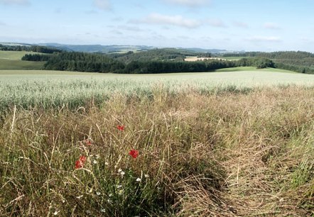 View over Bommert, © V. Teuschler