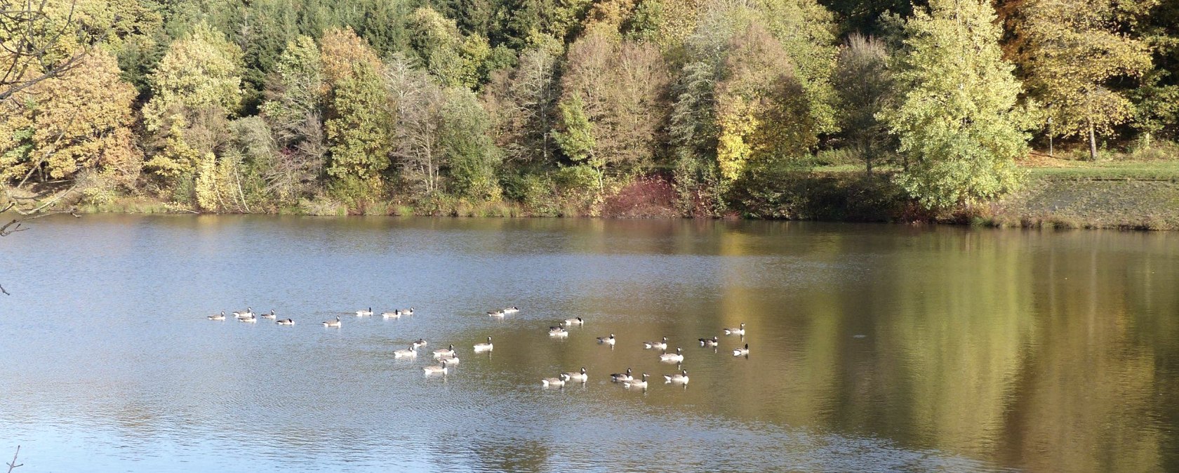 Enten auf dem Stausee, © Tourist-Information Islek, Ingrid Wirtzfeld