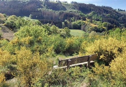 Ginsterbl&uuml;te im Irsental, &copy; Tourist-Information Islek, Ingrid Wirtzfeld