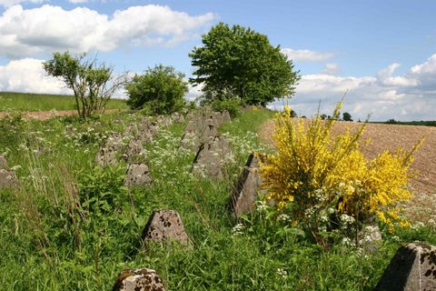 Eine grüne Wiese mit bunten Blumen und Sträuchern unter einem blauen Himmel. Im Hintergrund sind einige Bäume und ein Feld zu sehen.