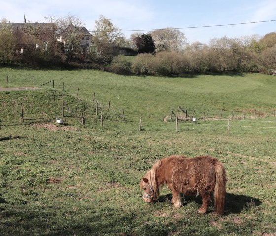 Paarden in de buurt van Lauperath, © Tourist-Info Islek, Ingrid Wirtzfeld