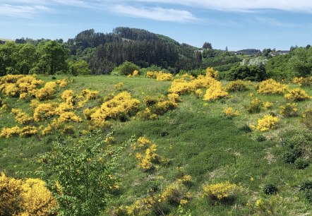 Ginster im Irsental, © Tourist-Information Islek, Ingrid Wirtzfeld