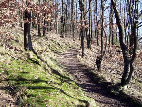Eerder Felsen-pad