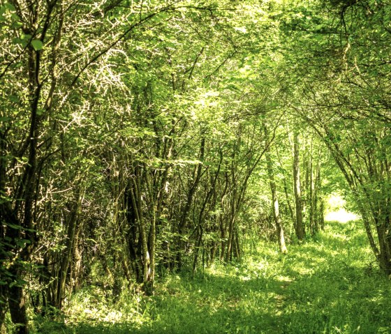 Green canopy of leaves on the Eifelgold route in the NaturWanderPark delux, &copy; Eifel Tourismus GmbH, D. Ketz