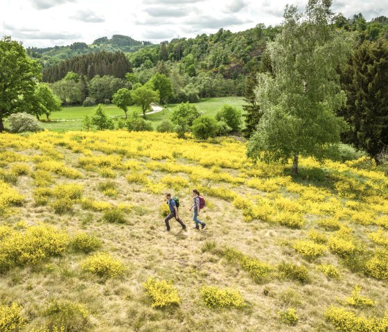 Eifelgold Route, Wandern durch blühenden Ginster, © Eifel Tourismus GmbH, Dominik Ketz