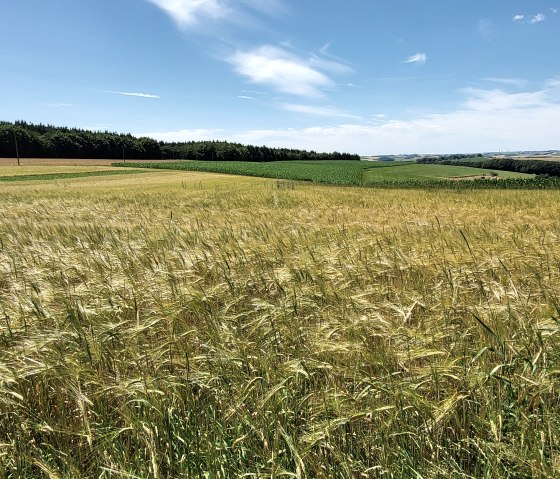 Goldgelbes Getreidefeld im Sommer am Wanderweg Nr. 90, © Tourist-Information Islek