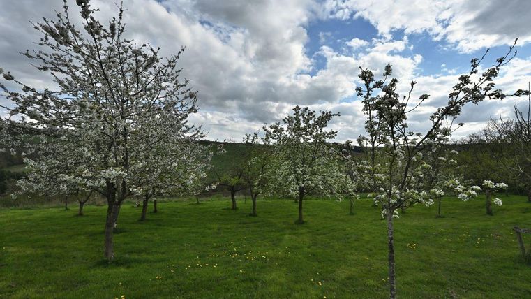 Natur zum Greifen nah: Obstbaumwiese hinter dem Haus.